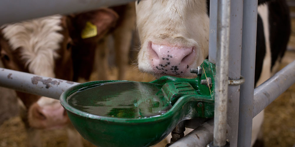 Feeders, Drinkers & Troughs | Torne Valley